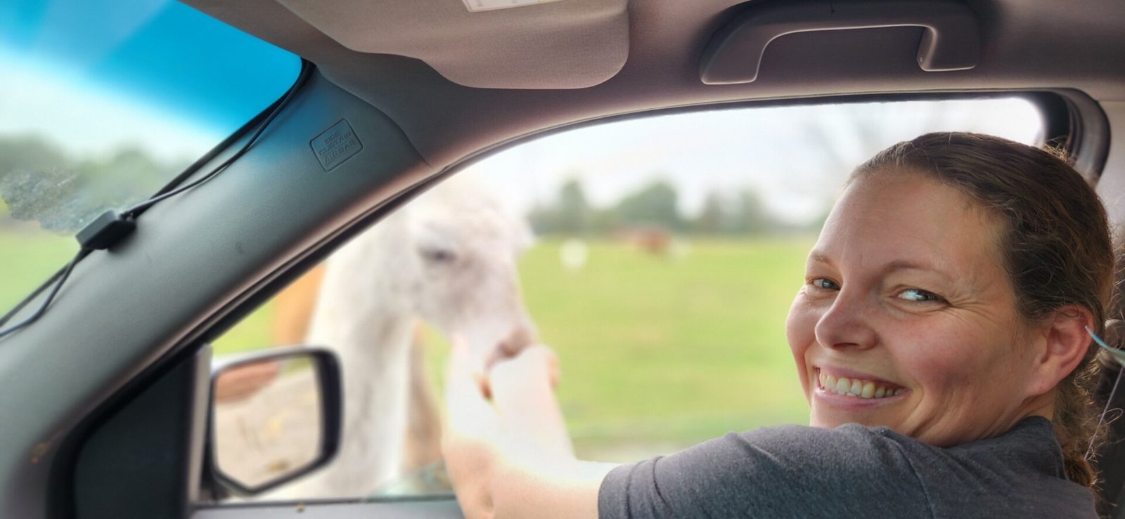 A smiling woman sits in a car with the window down, reaching out to feed a white llama or alpaca. Green fields and more animals are visible outside. The photo is bright and cheerful.