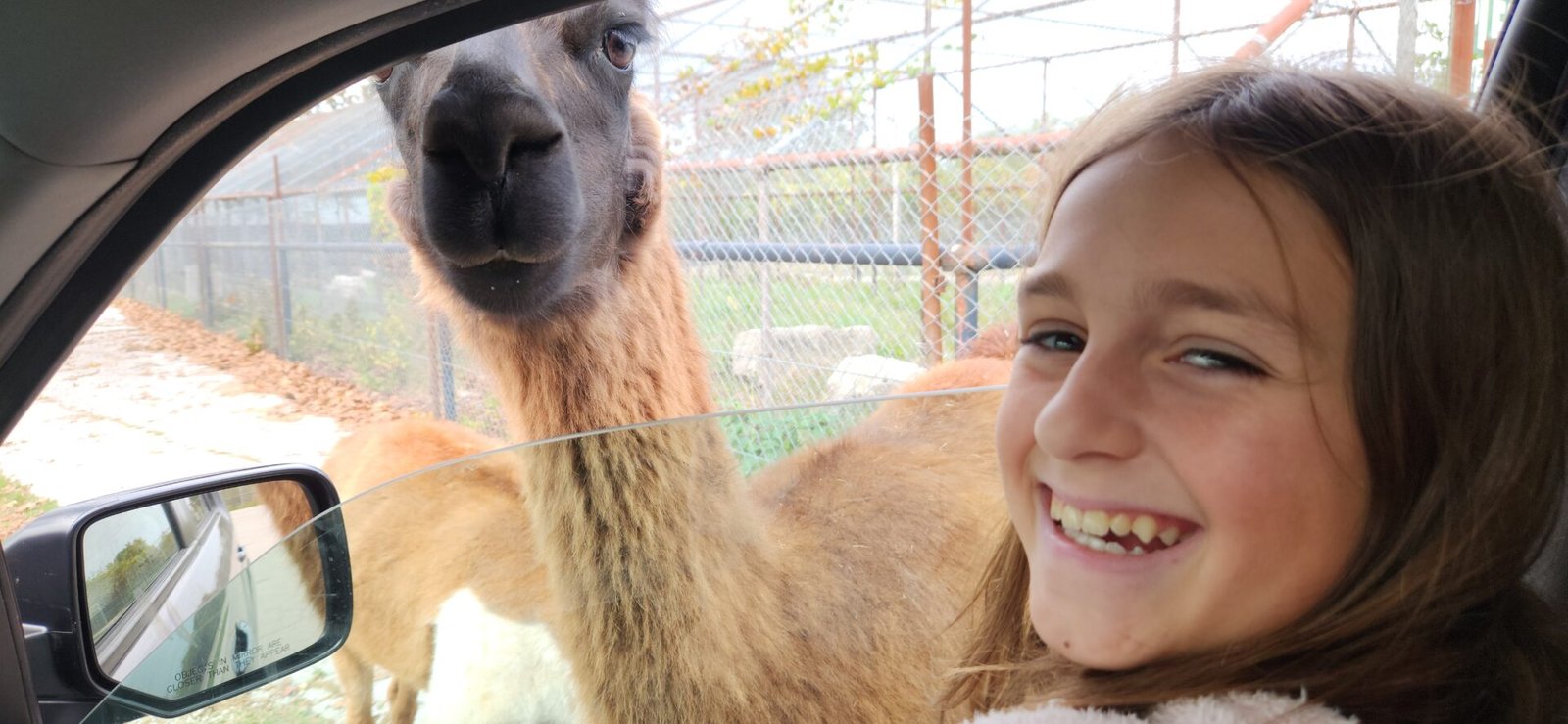 A smiling girl sits in a car with the window down, looking at the camera. Outside the window, a brown llama with a curious expression has its head close to the car, with a fenced enclosure visible in the background.