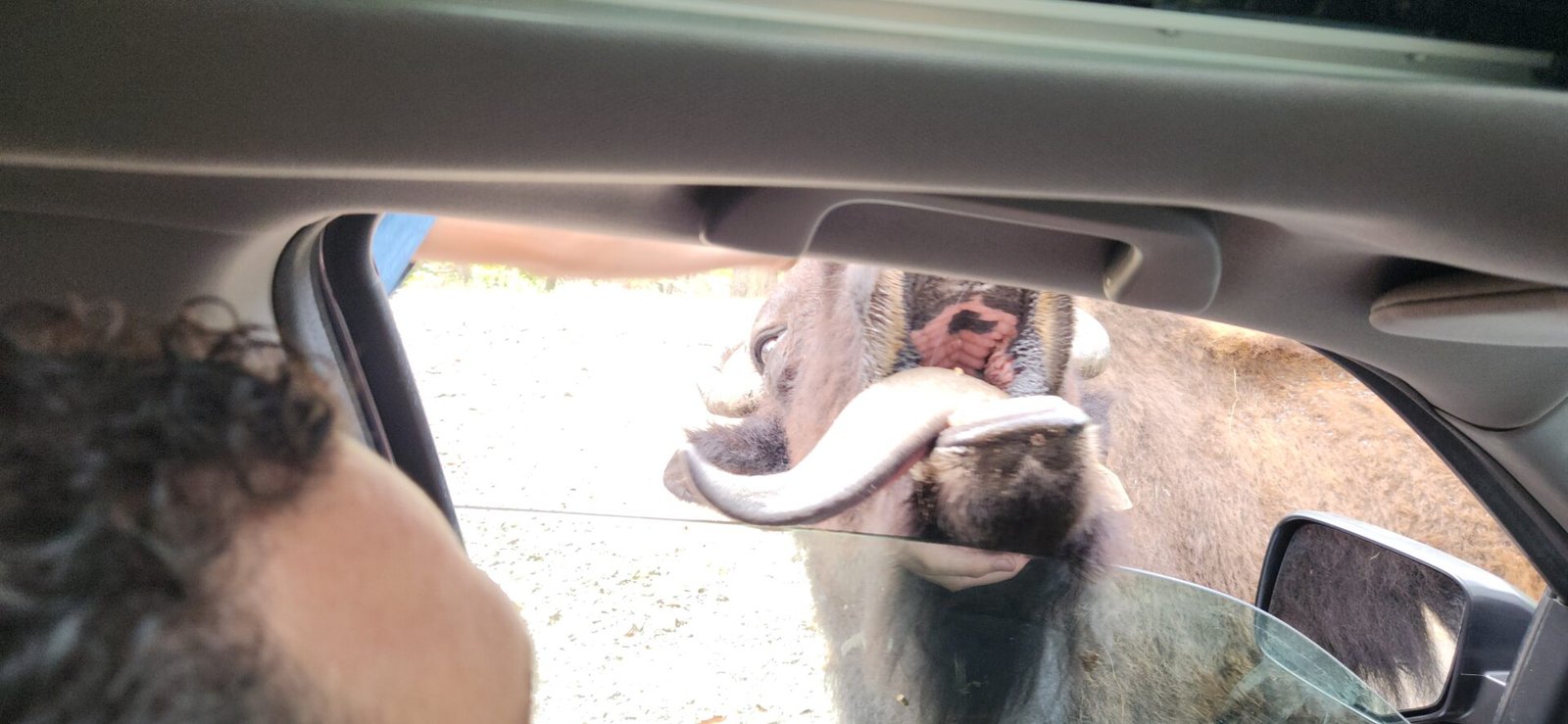 A close-up of a warthog with large tusks pokes its snout through an open car window, facing a person inside the car. Part of the car interior, including the window and roof frame, is visible in the foreground.